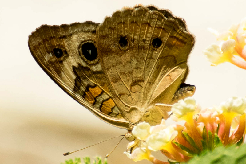 Variegated Fritillary