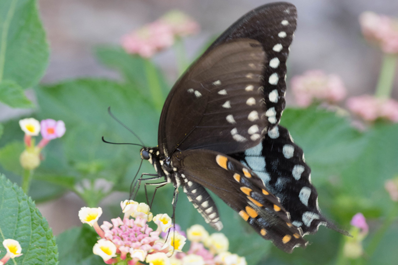 Black Swallowtail