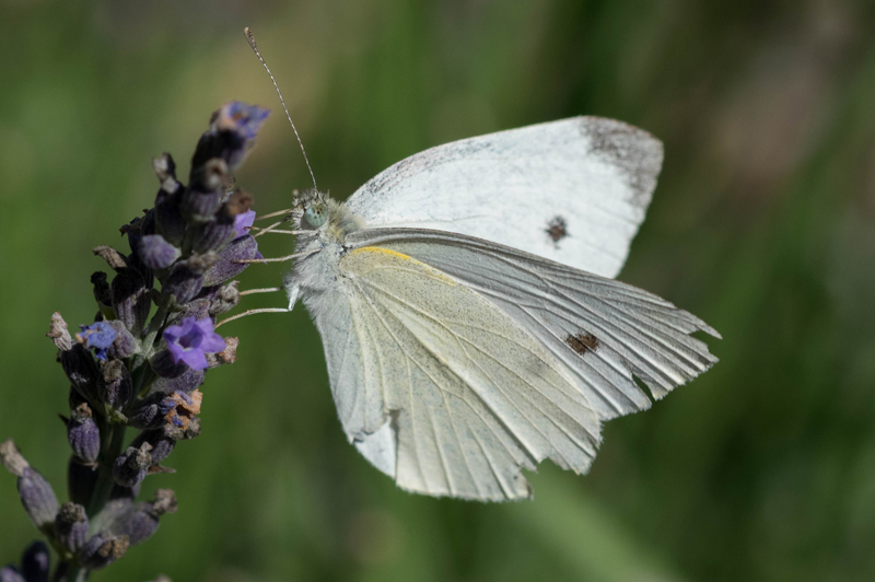 Cabbage White