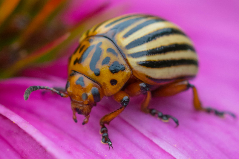 Colorado Potato Beetle