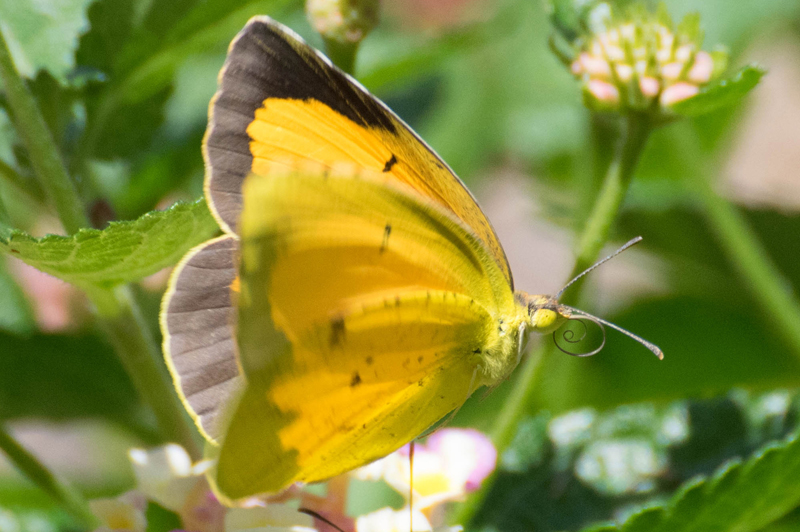 Curled Snout on an Orange Sulphur 