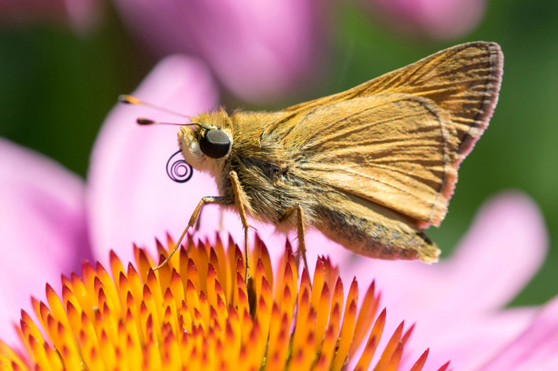 Sachem Skipper 