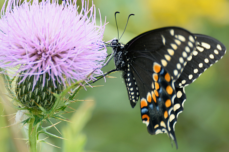 This is a Spicebush Swallowtail seen in Brookside Gardens, August 2014