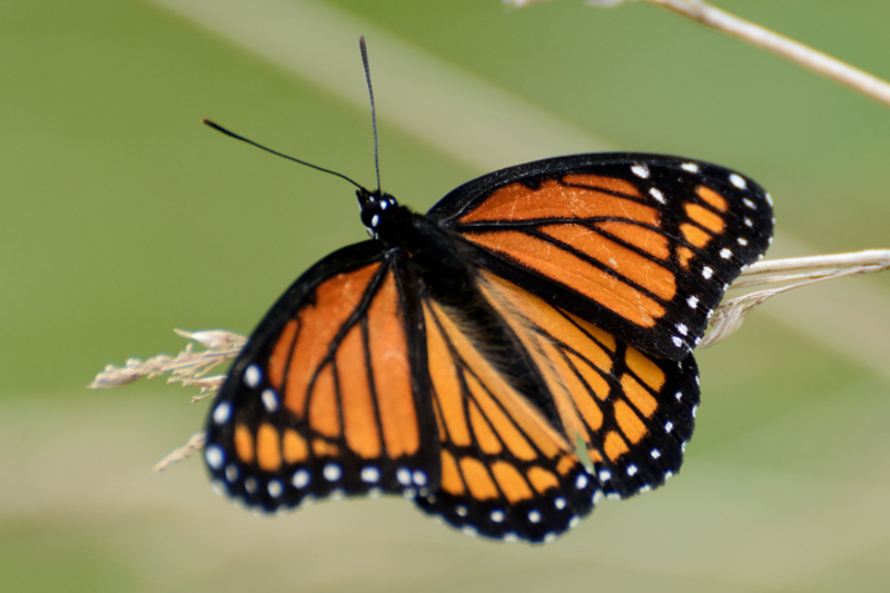 Monarch taken at Blue Mash Park, August 2014