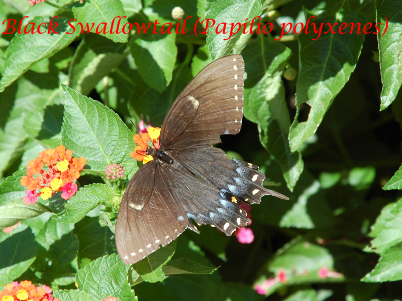 female Eastern Black Swallowtail