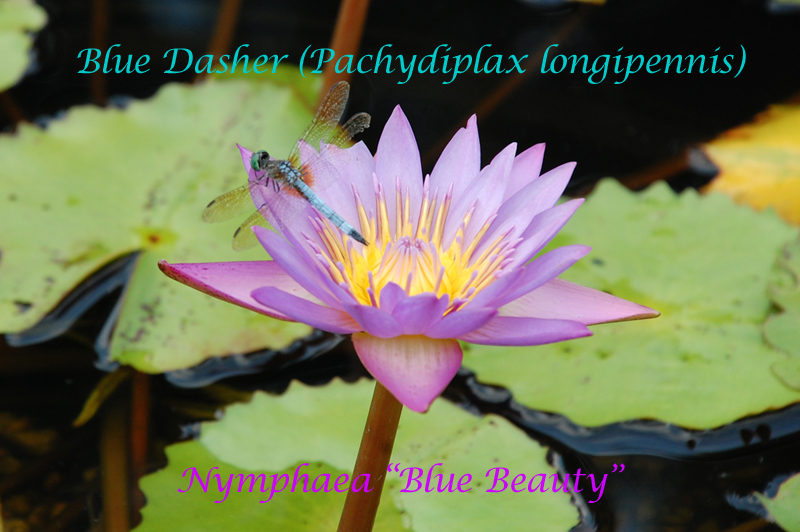 Blue Dasher - Blue Beauty water lilly