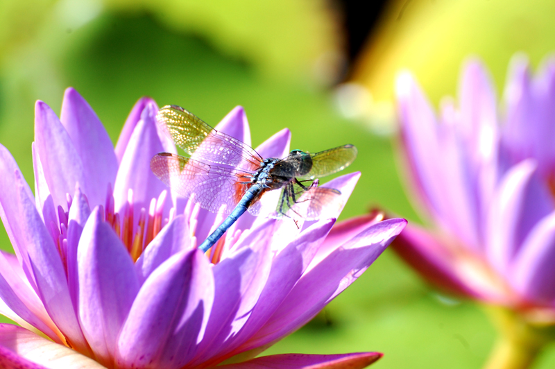 Blue Dasher - Blue Beauty water lilly