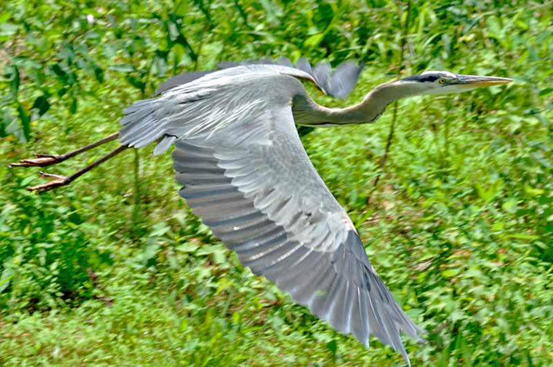 A lucky picture of Mr. Heron flying across the storm run-off ponds on Sligo Creek Trail down stream from the shopping center