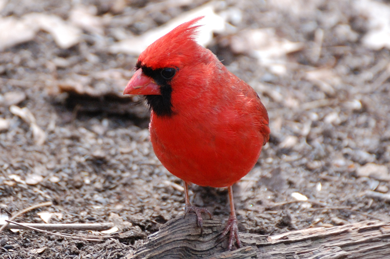 Make Cardinal