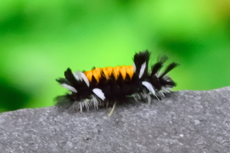 Milkweed Tiger Moth caterpillar - about 1 inch  in length
