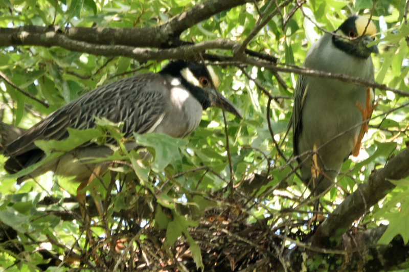 Mr. and Mrs. Yellow-Crowned Night Heron on the nest.