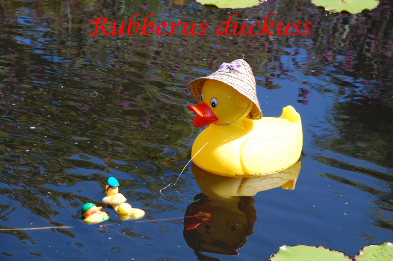 The Rare Rubberus Duckkus