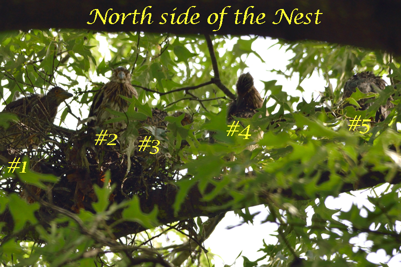 The latest trip to the nest on 6/13 showed a total of not 1, not 2, but 5 nestlings!