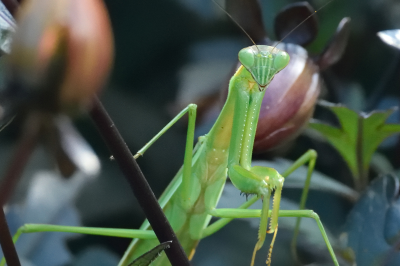 Shall we, Prey?  Preying Mantis seen in Brookside Gardens, August 2014