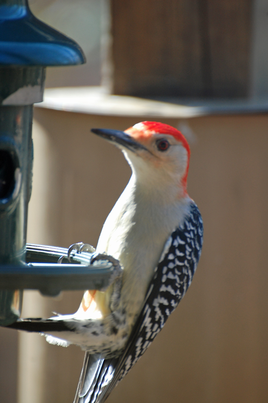 Red Bellied Woodpecker