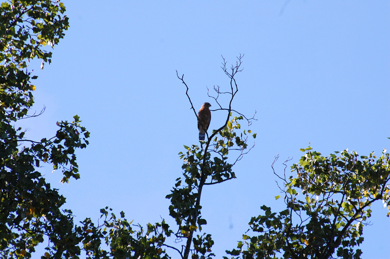 A Red Tailed Hawk from a distance