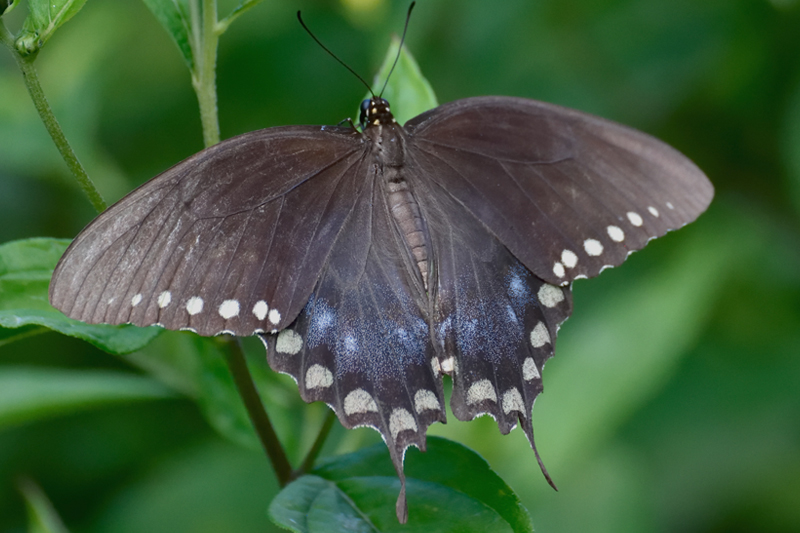 This is a Spicebush Swallowtail seen in Brookside Gardens, August 2014