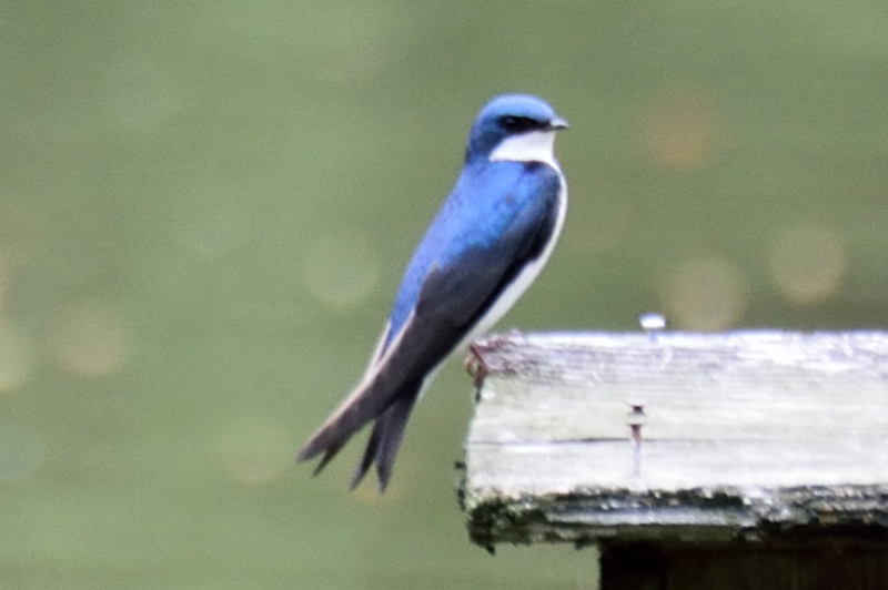 Another Tree Swallow sitting on a Wood Duck next box
