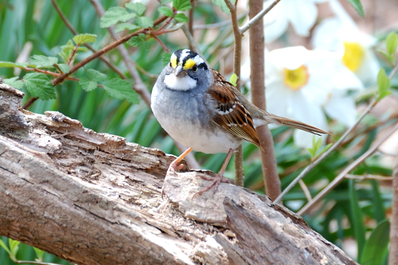 Yellow-Throated Sparrow