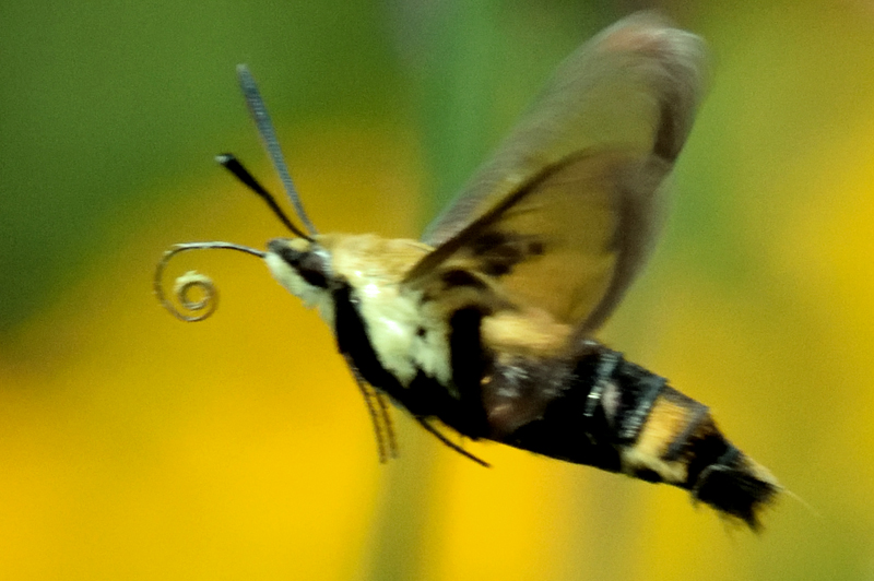 Another Hummingbird Moth - Notice the curled proboscus?