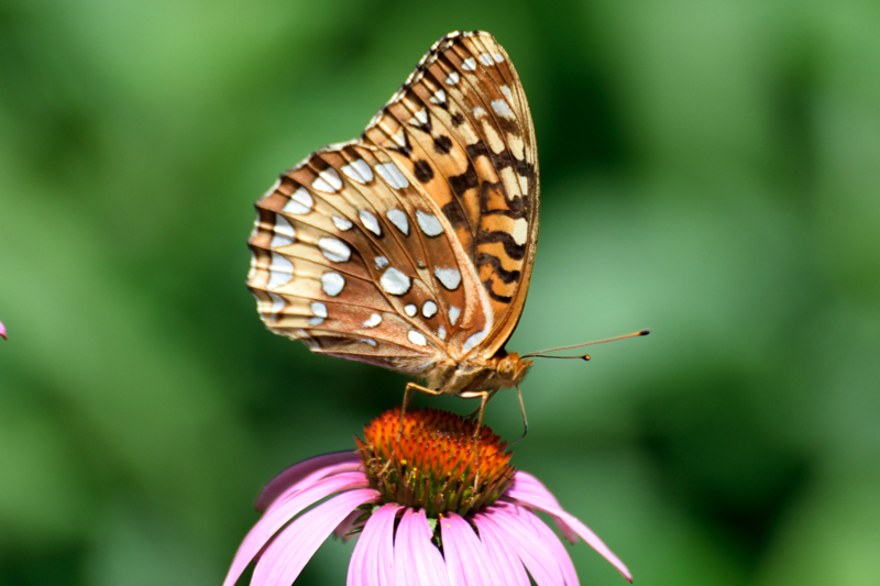 This is a Great Spangled Fritillary Taken in Brookside Gardens