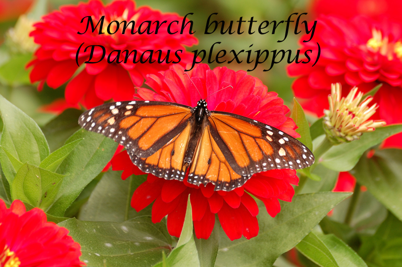 Monarch Butterlfly