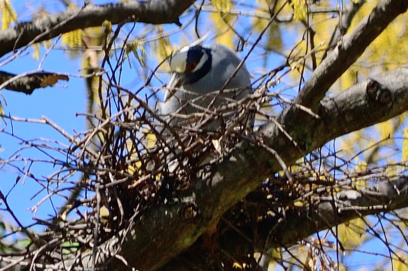 This is the Yellow-crowned Night Heron<br>sitting on the nest