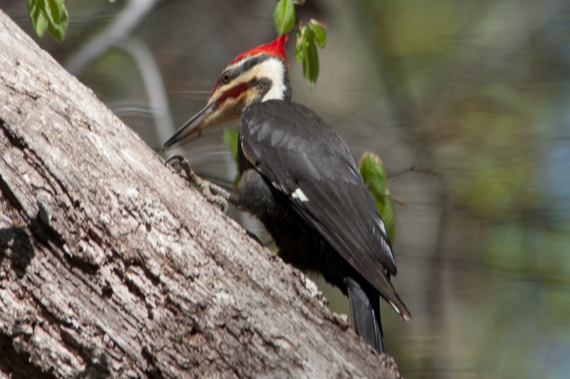 This is one of a pair of Pileated Woodpeckers in Wheaton Regional Park